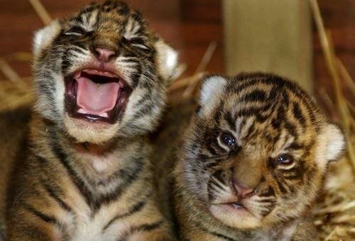 В Праге родились два суматранских тигренка