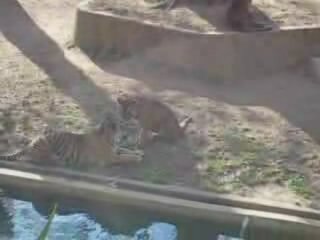 Тигрица с тигрёнком
