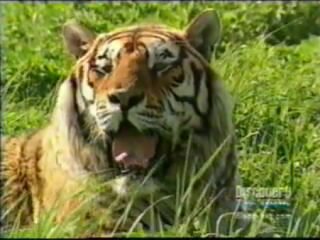 Амурские тигры под угрозой