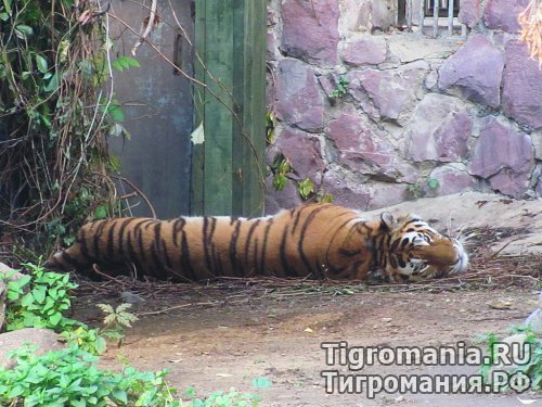 В Московском зоопарке отметили День Амурского Тигра (фото, видео)