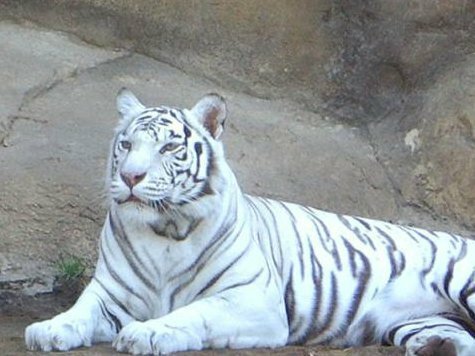 Тигрица открыла охоту на посетителей зоопарка