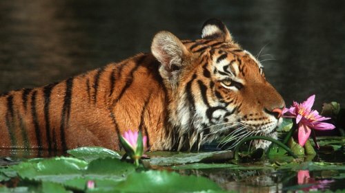 В Индии стало больше тигров