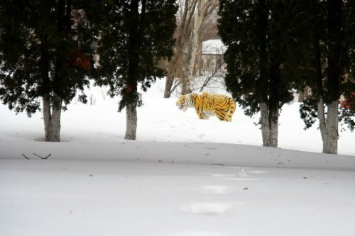Малоархангельский тигр (фото)