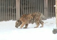 В Харьковском зоопарке показали амурских тигрят (видео)