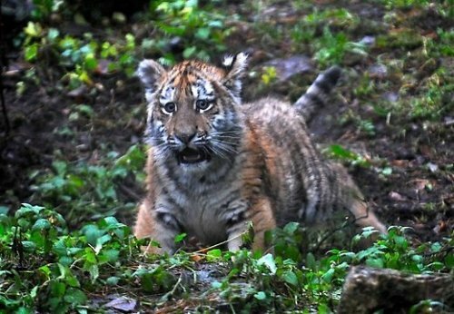 Сотрудники зоопарка спасли тигренка Клиффа Гранта (видео)