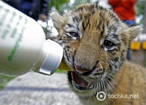 Крошечные тигрята играются в зоопарке Будапешта