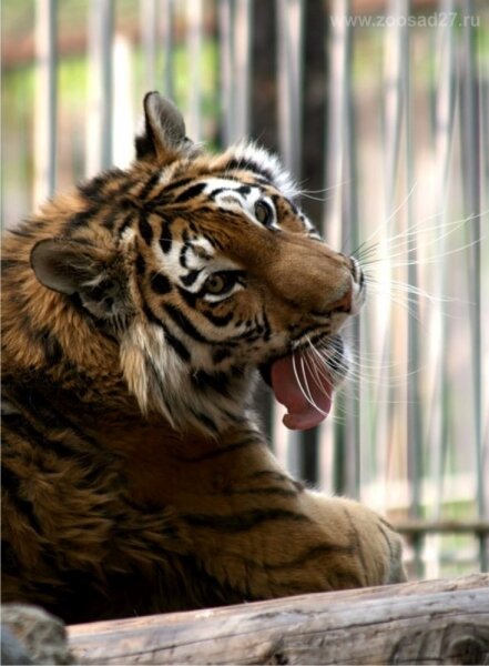 День рождения тигрицы Воли в хабаровском зоосаде отметили с большим размахом