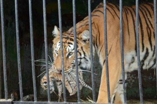 В передвижном зоопарке появились на свет три амурских тигренка