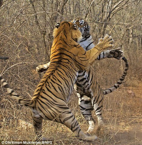 В Индии тигры у тигриц воруют еду