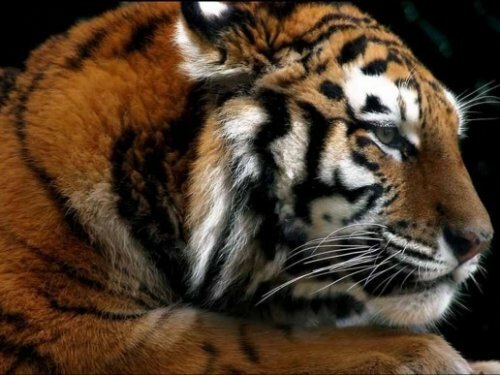 Тигра-собакоеда, объявившегося в поселке Солонцовый Хабаровского края, отловят и увезут