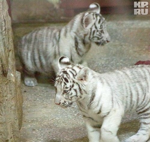 Трем белым тигрятам Екатеринбургского зоопарка дали имена