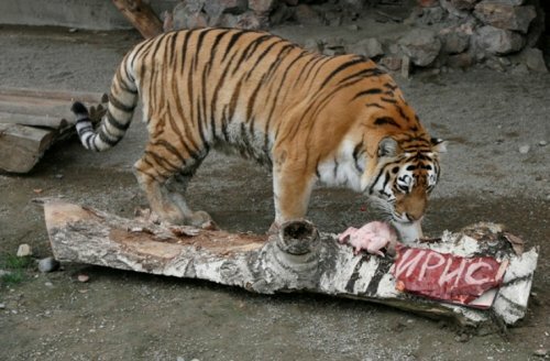 В "Роевом ручье" тигра накормили тортом из конины