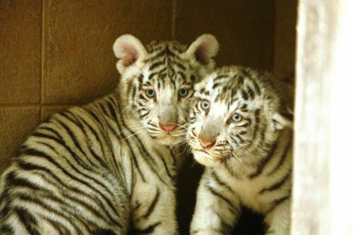 В чешском зоопарке ветеринары осмотрели белых тигрят