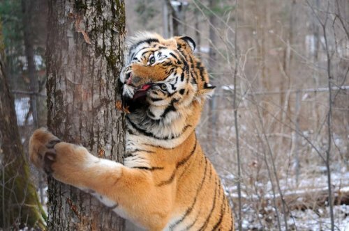 Подарок на день рождения: ветеринар Даллакян получил фотоотчет о спасенном им тигренке Жорике (фото)