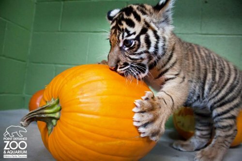 Тигриный Хэллоуин