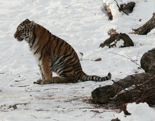 Тигрята Амурочка и Тайга появились в Приморском Парке тигров