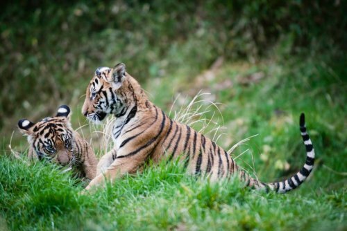 Смотрите, как тигрята Бирани и Думаи играют в зарослях бамбука! 