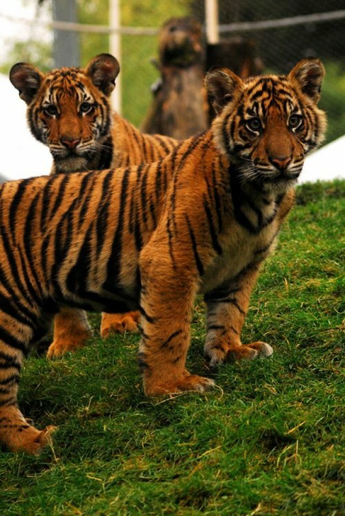 Тигрята Бирани и Думаи растут не по дням, а по часам!
