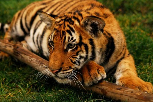 Тигрята Бирани и Думаи растут не по дням, а по часам!