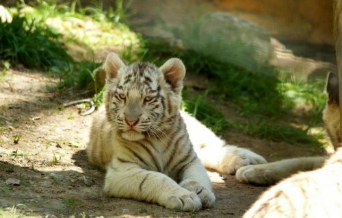 Белые тигрята играют в вольере французского зоопарка