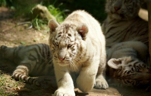 Белые тигрята играют в вольере французского зоопарка