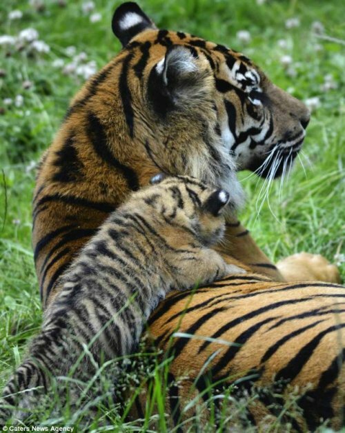 Новые фотографии суматранских тигрят из Честера