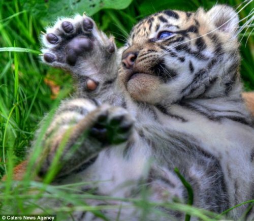 Новые фотографии суматранских тигрят из Честера