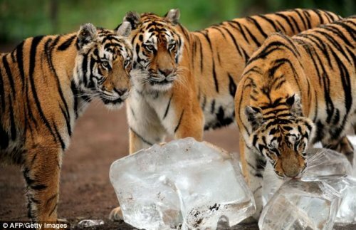 Амурских тигров угостили льдом