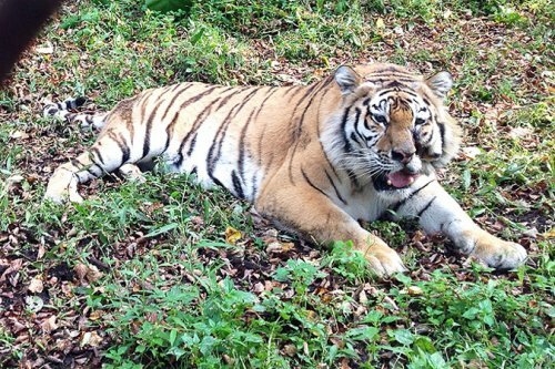 Челябинский тигр Жорик отказался от обеда ради встречи с «папой» (фото, видео)