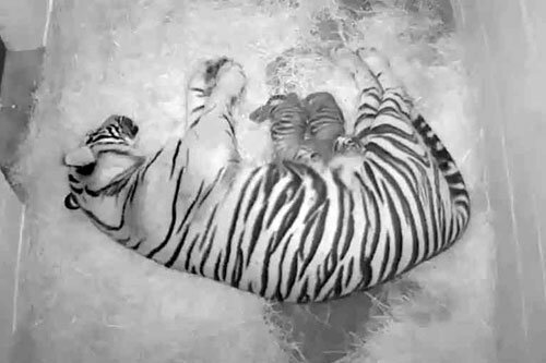 В Смитсоновском Национальном зоопарке подрастают суматранские тигрята