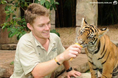 Жаркое Рождество в Зоопарке Австралии, или как суматранские тигрята спасаются от зноя (фото, видео)