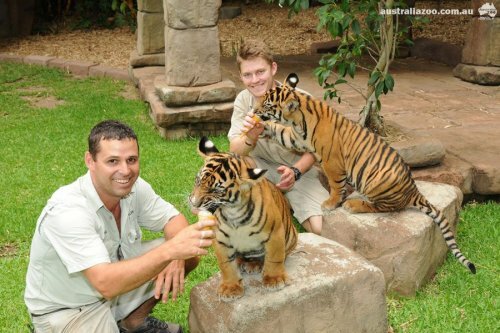 Жаркое Рождество в Зоопарке Австралии, или как суматранские тигрята спасаются от зноя (фото, видео)