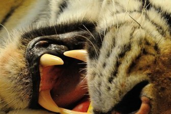 Амурскому тигру из Парка дикой природы в Шотландии запломбировали зуб