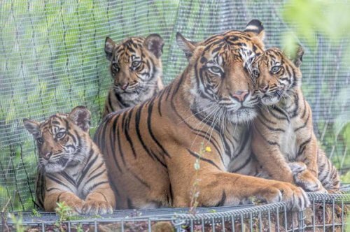 Лондонский зоопарк: суматранские тигрята подрастают