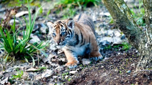 Лондонский зоопарк: суматранские тигрята подрастают