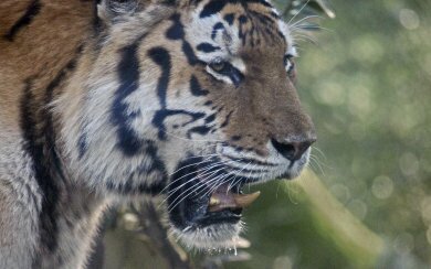Пилотный проект международной программы по сохранению тигра будет реализован в Сихотэ-Алинском заповеднике