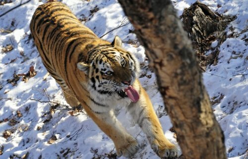 Тигр Кузя не уходит в глубь Китая и может вернуться в Россию, когда Амур покроется льдом