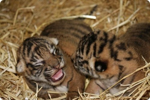 В зоопарке Гамильтона родились суматранские тигрята