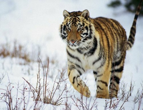 Амурский тигр в безопасности: инспекторы готовы к встрече с браконьерами
