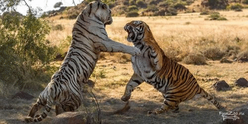 Битва тигриц