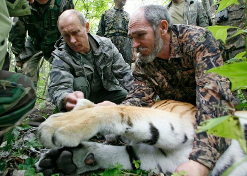 Четыре из пяти "путинских" тигров прижились в природе