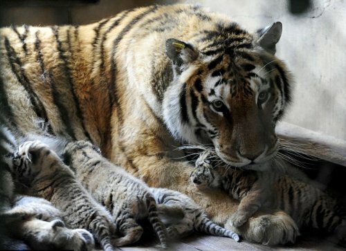 В китайском заповеднике амурская тигрица родила пять малышей