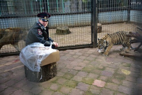 Московская полиция взяла шефство над спасенным тигренком Степой