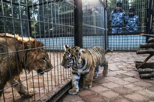 Московская полиция взяла шефство над спасенным тигренком Степой