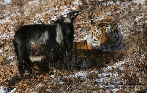 Приморский зоопарк решает проблему ночевки подружившихся тигра и козла