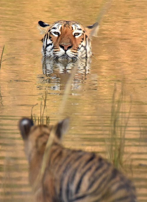 В индийском заповеднике тигрица искупала своего детеныша