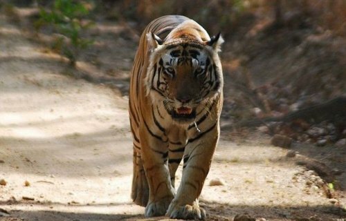 Необычный тигр-кот из индийского парка Kanha (4 фото+видео)