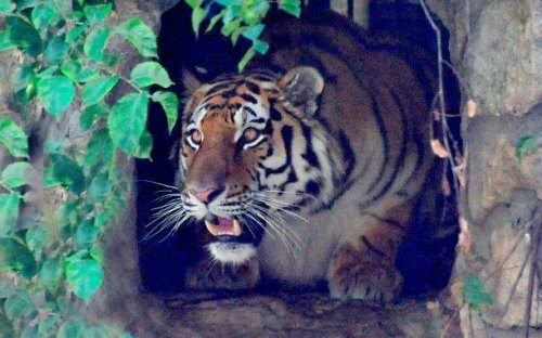 В Московский зоопарк на два месяца привезли нового амурского тигра