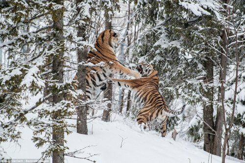 Схватка между амурскими тиграми в снежном лесу Швеции