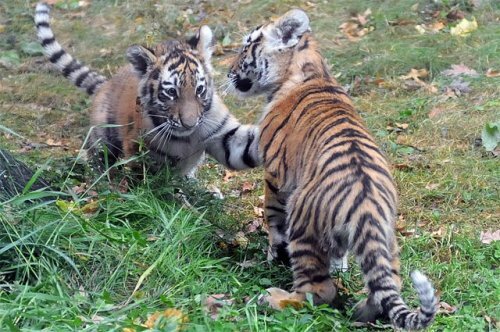 Как в России стараются защитить тигров в дикой природе